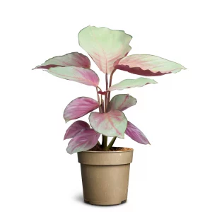 Calathea Silver Plate
