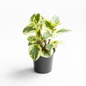 Peperomia Obtusifolia Variegata