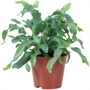 Helecho epifita originario de América del Sur, el Phlebodium aureum Blue Star es planta de rizoma azulado visible y frondas verdes que crean silueta aérea ligera. Requiere humedad constante pero excelente drenaje.