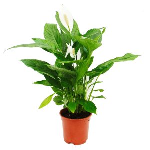Spathiphyllum Cala Cupido: lirio de paz blanco. Florece sombra. Aire limpio. Muy fácil. Compost artesanal gratis.