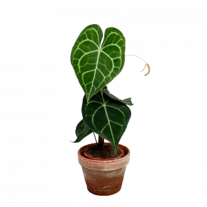 Anthurium clarinervium