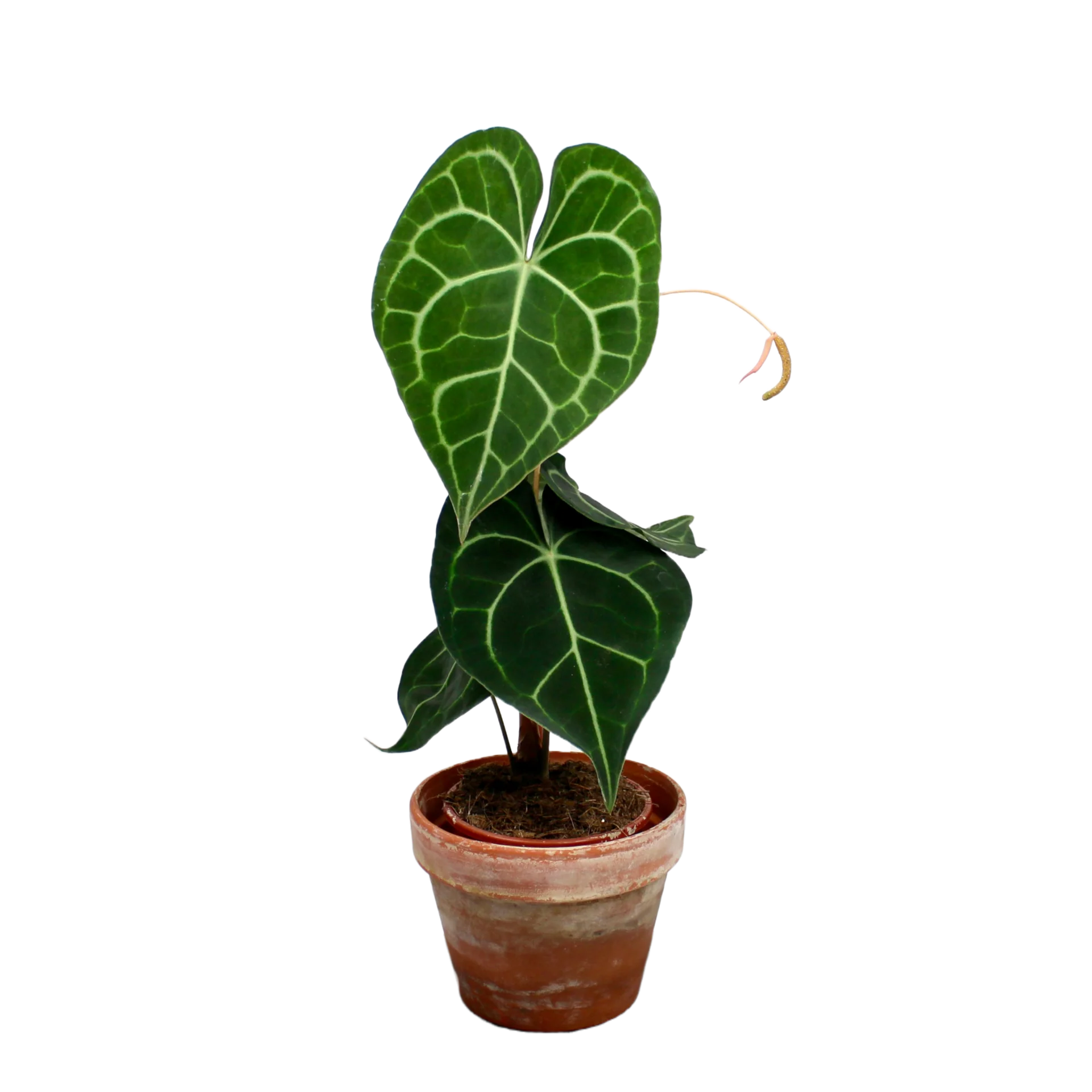 Anthurium clarinervium