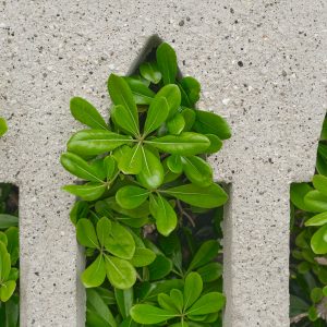 Plantas Urban
