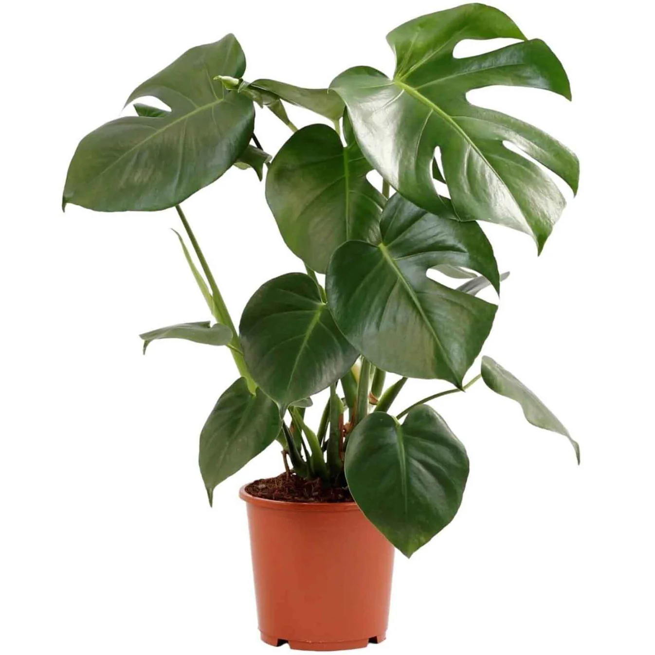 La Monstera deliciosa