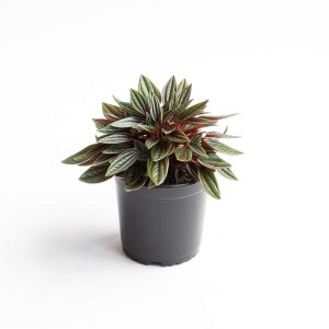 peperomia-caperata