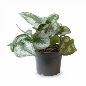 Scindapsus Silvery Ann