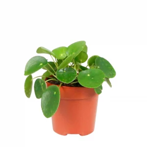 Pilea Moneda China: €3. Compra tu PRIMERA planta aquí. Propaga GRATIS infinitamente. Trending TikTok. Compost artesanal Yatuté incluido.