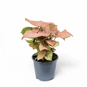 Syngonium Neon